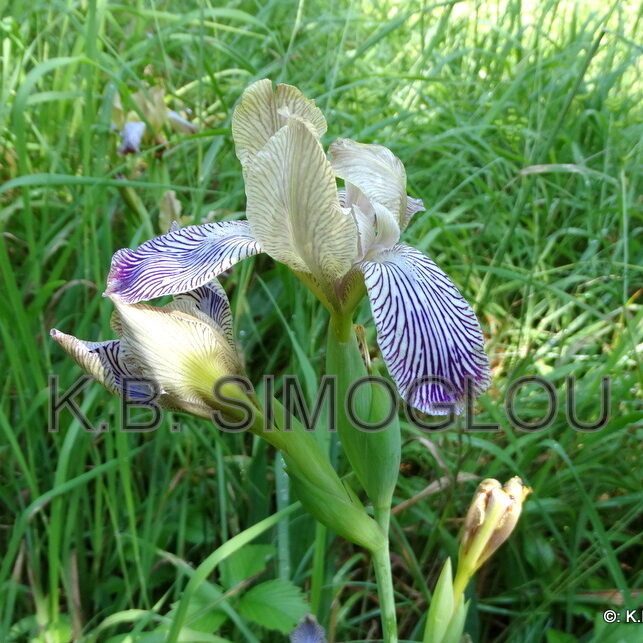 Iris variegata, Iridaceae